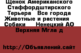 Щенок Американского Стаффордштирского Терьера - Все города Животные и растения » Собаки   . Ненецкий АО,Верхняя Мгла д.